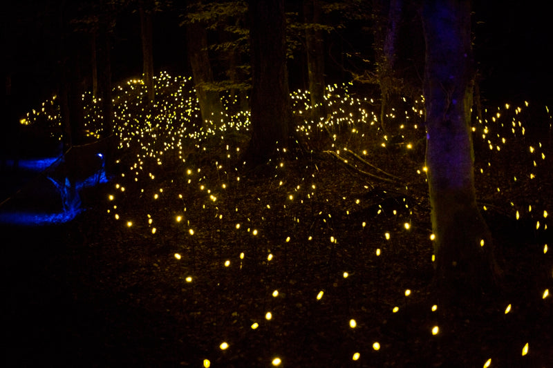 Meadow of light featuring sheathed end glow fibre
